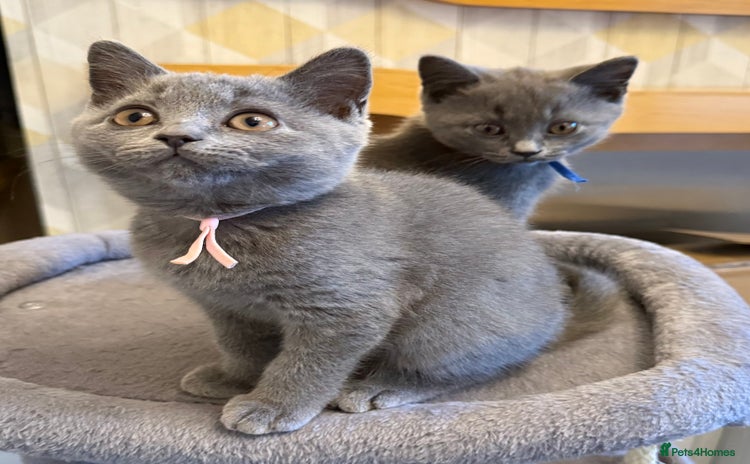 British Shorthair cats - Advert 16