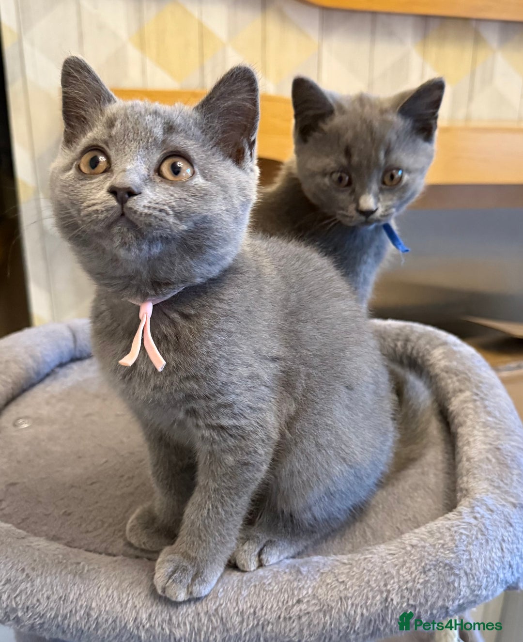 British Shorthair cats for sale: Stunning British ShortHair kittens GCCF registered - Image 1