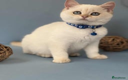British Shorthair cats for sale: 🫶GCCF - NY12 Golden British Shorthair kittens 🫶 - Image 11