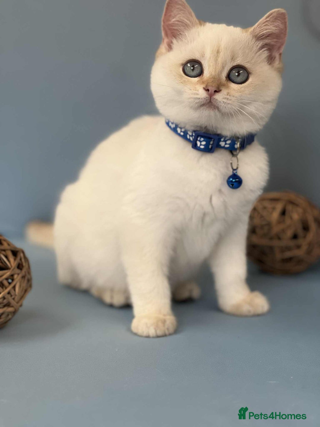 British Shorthair cats for sale: 🫶GCCF - NY12 Golden British Shorthair kittens 🫶 - Image 11