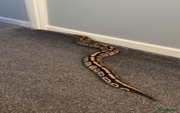 Python Snake reptiles for sale: Royal Python Pair +Full setups  - Image 8