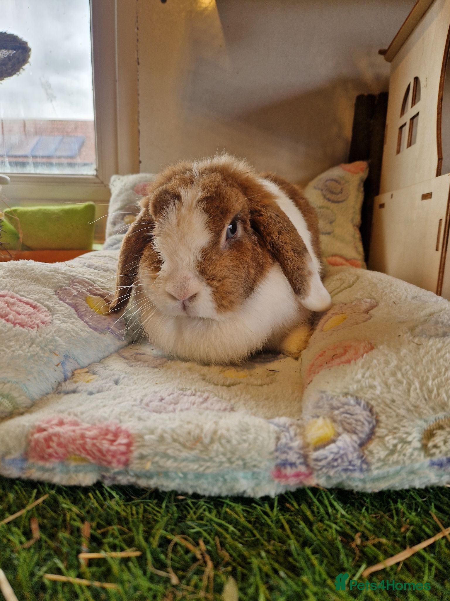 Mini Lop rabbits Lop doe  - Advert 2