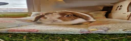 Mini Lop rabbits for sale: Lop doe  - Advert 1