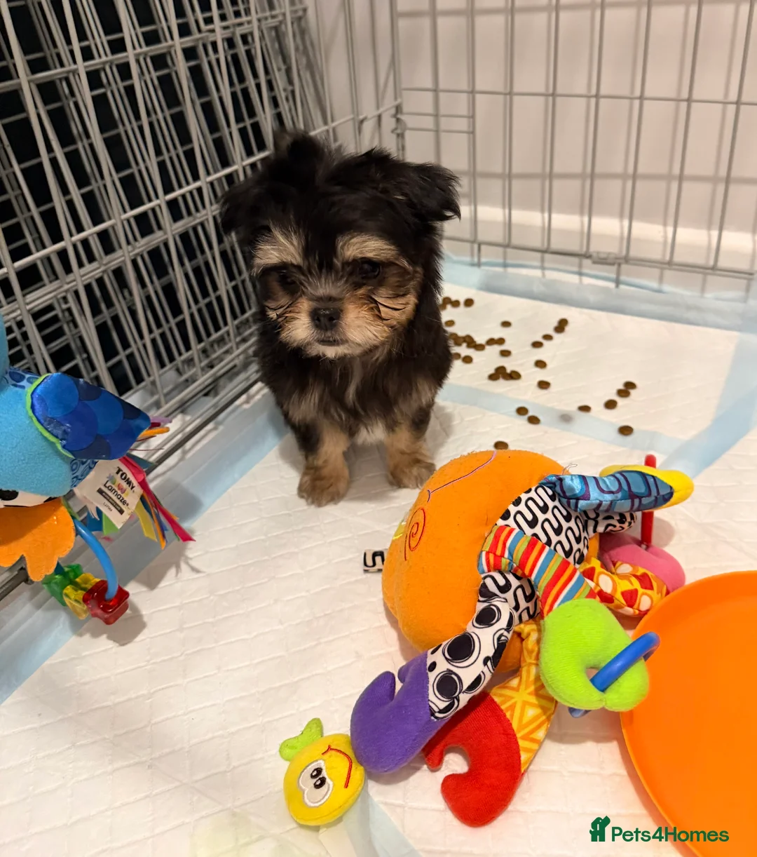 Mixed Breed dogs for sale: Ready now Malchi fluffy puppies  - Advert 2