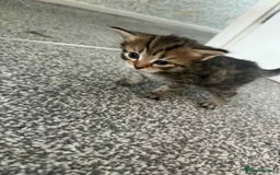 Bengal cats for sale: Bengal mixed kittens  - Image 6