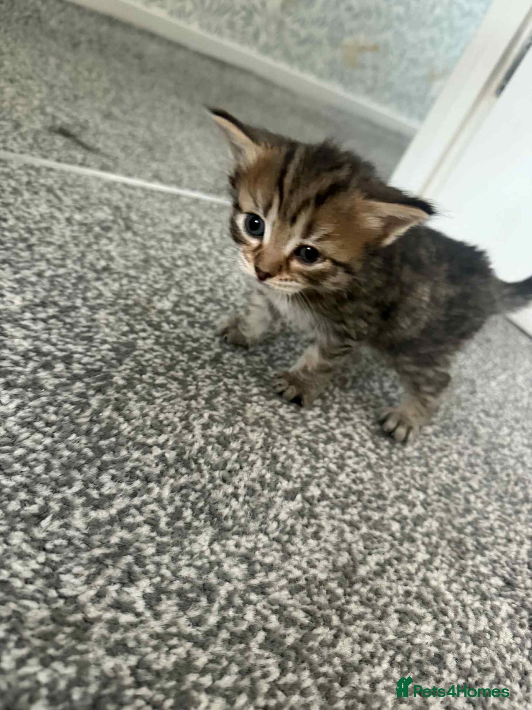 Bengal cats for sale: Bengal mixed kittens  - Image 6