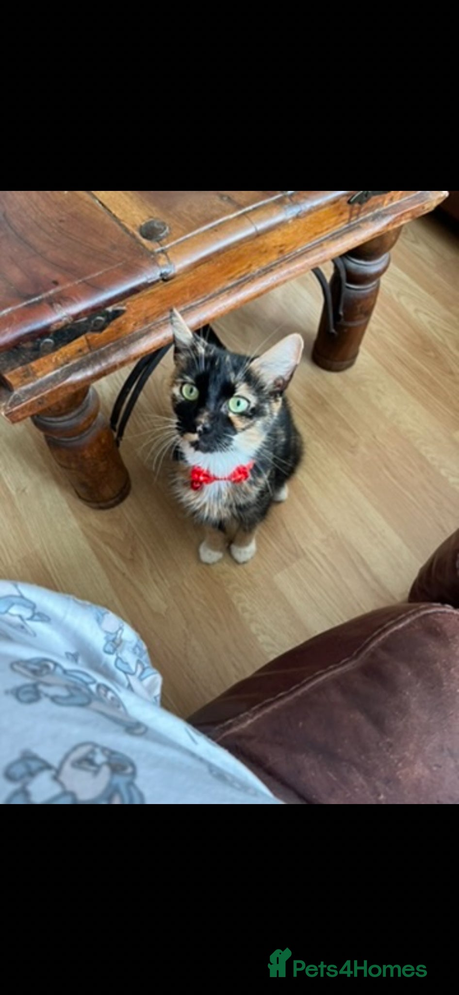 Mixed Breed cats Adult cat for sale  - Advert 2