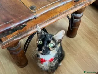 Mixed Breed cats Adult cat for sale - Advert 1