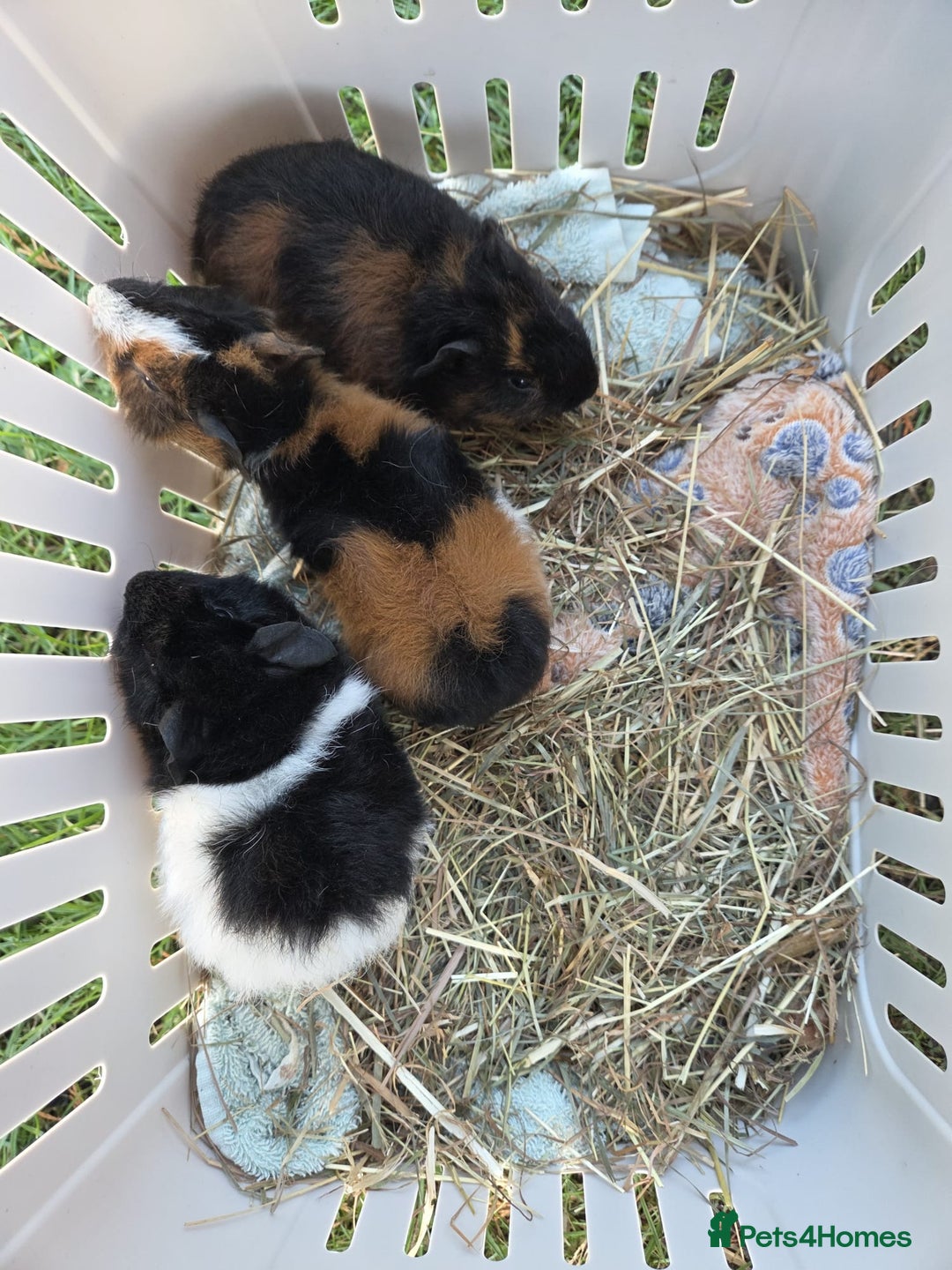 Guinea Pig rodents for sale: Gorgeous Baby Guinea Pigs - Advert 9