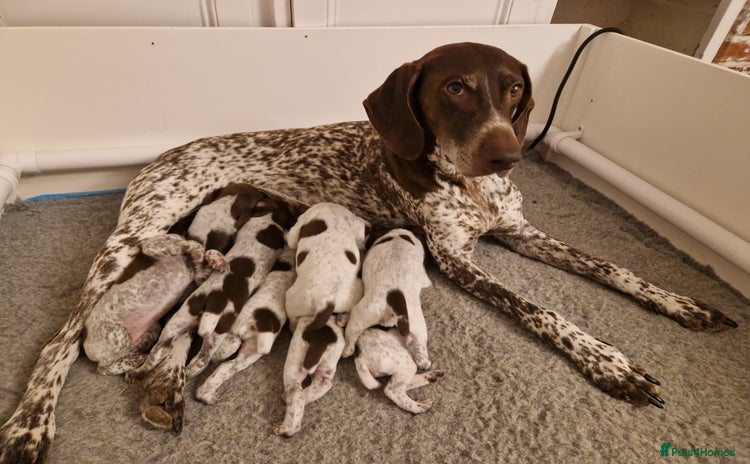 German Shorthaired Pointer dogs - Advert 1