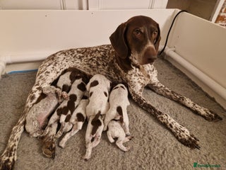 German Shorthaired Pointer dogs - Advert 8