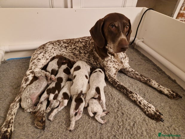 German Shorthaired Pointer dogs - Advert 3