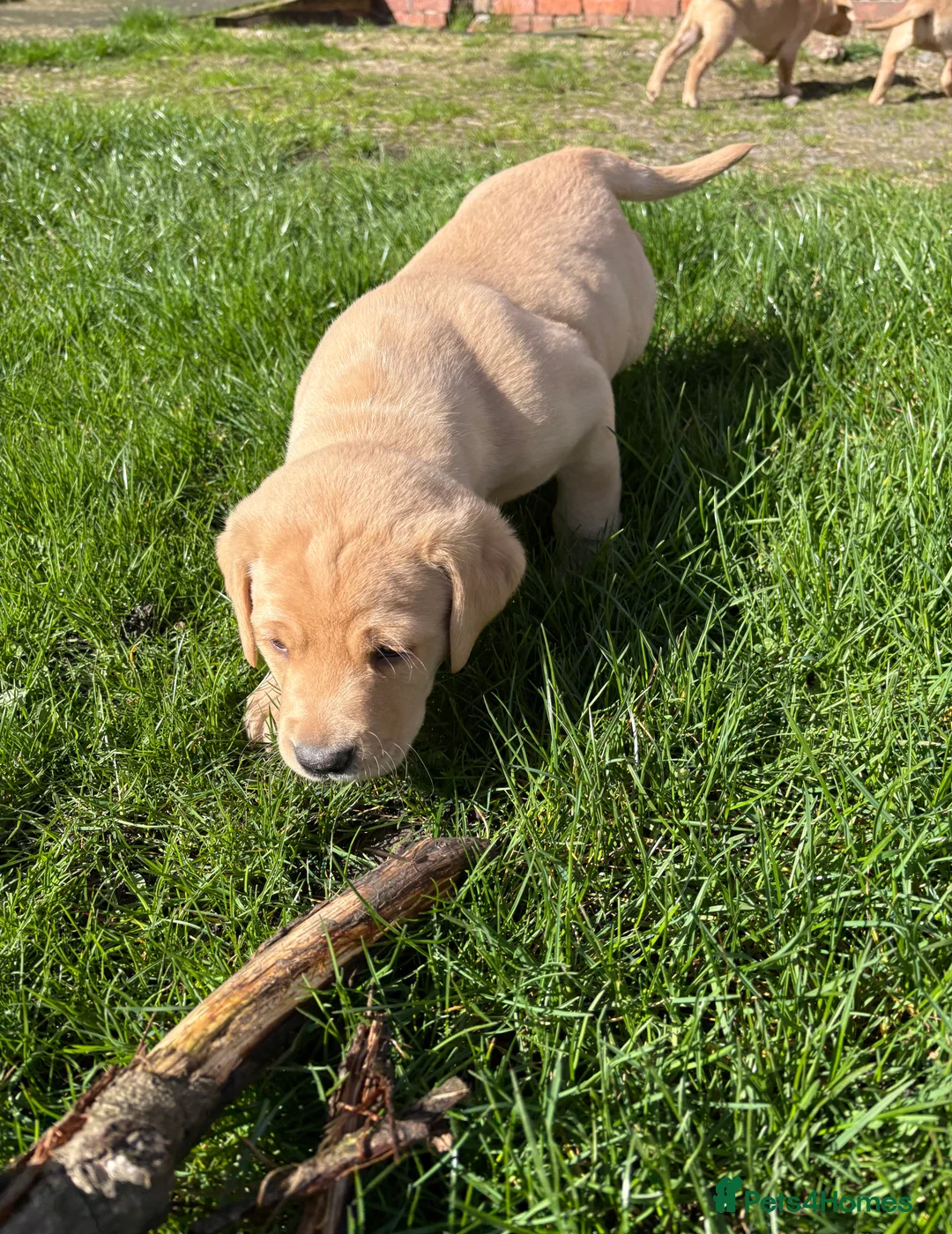 Labrador Retriever dogs for sale: Beautiful Labrador Puppies  - Advert 1