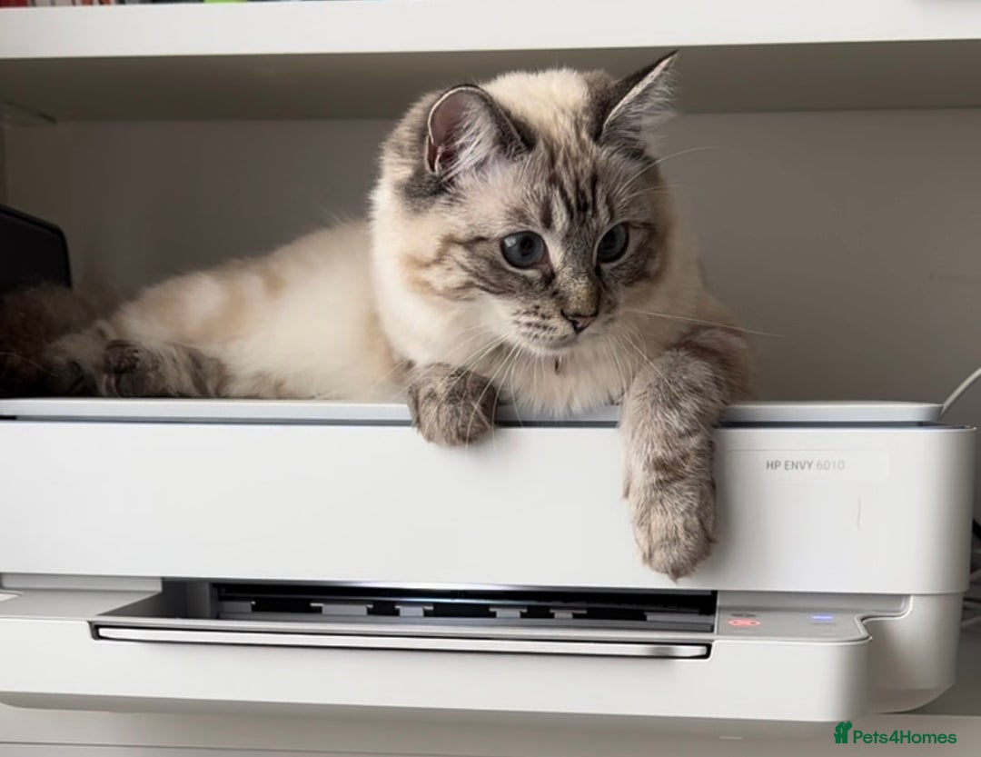 Ragdoll cats for sale: 🐾 Stunning Litter of Ragdoll Kittens - Advert 12