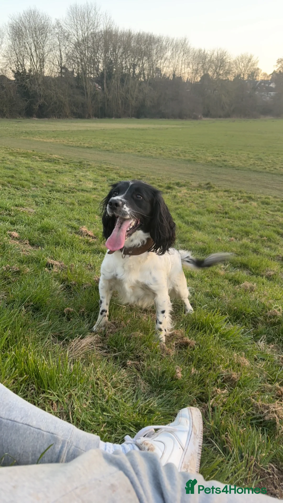 Sprollie dogs for sale: Sprollie puppies in Leominster - Advert 1