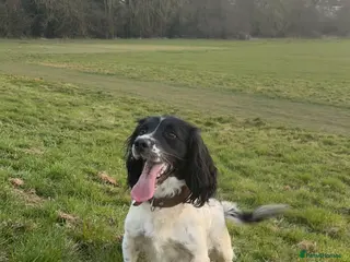 Sprollie dogs Sprollie puppies - Advert 3