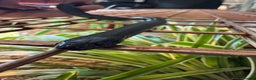 King Snake reptiles for sale: Florida Brooks King snake,Mexican Black Kingsnake - Advert 7