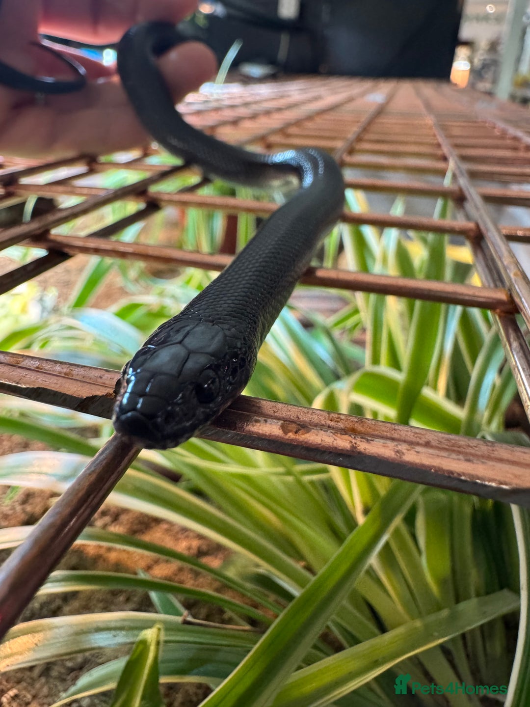 King Snake reptiles for sale: Florida Brooks King snake,Mexican Black Kingsnake - Advert 7