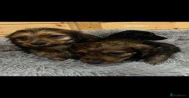 Mixed Breed dogs Dashound x jack Russell pups - Advert 8