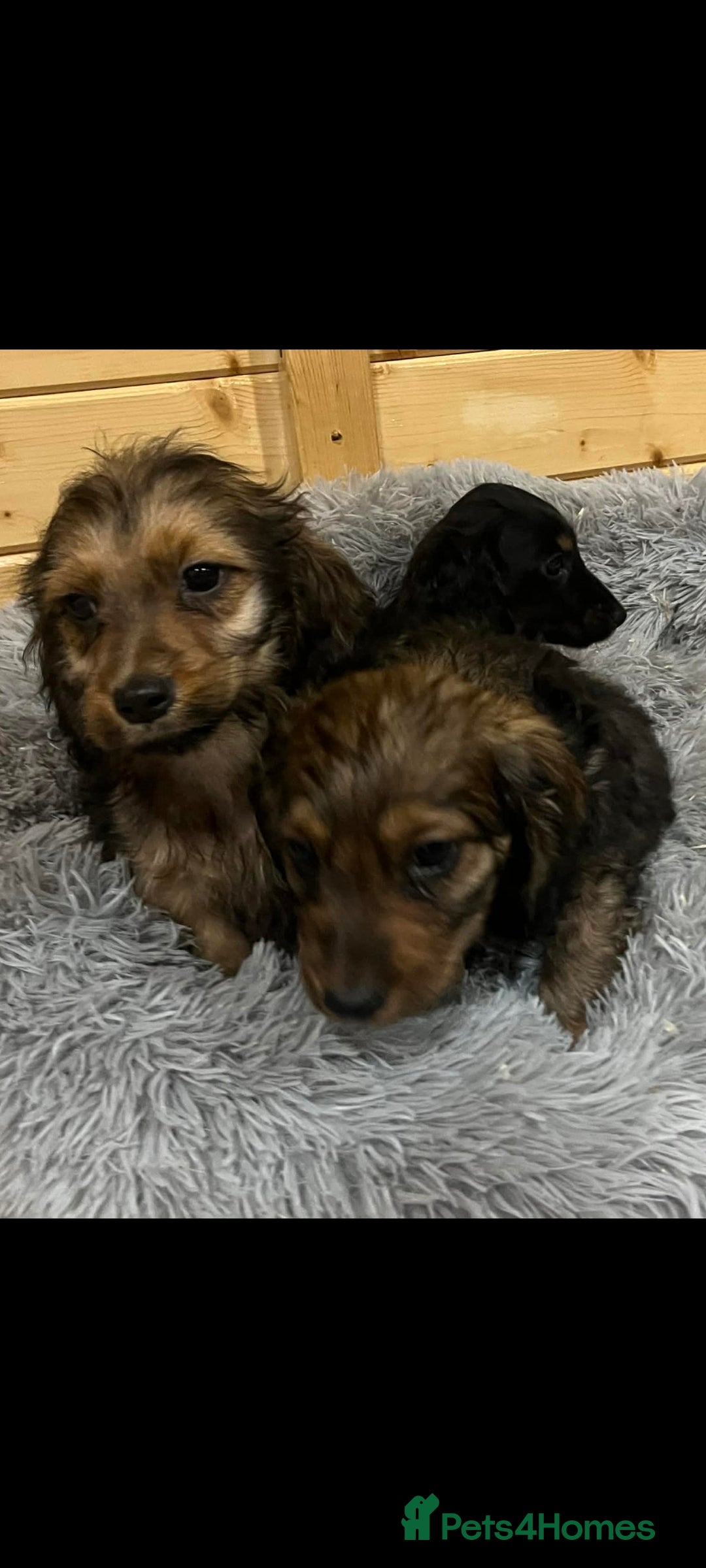Mixed Breed dogs for sale: Dashound x jack Russell pups - Advert 3
