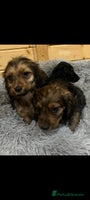 Mixed Breed dogs Dashound x jack Russell pups - Advert 9