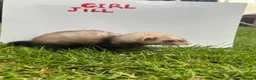 Ferret rodents for sale: Ferrets Available, Boys And Girls  - Advert 6