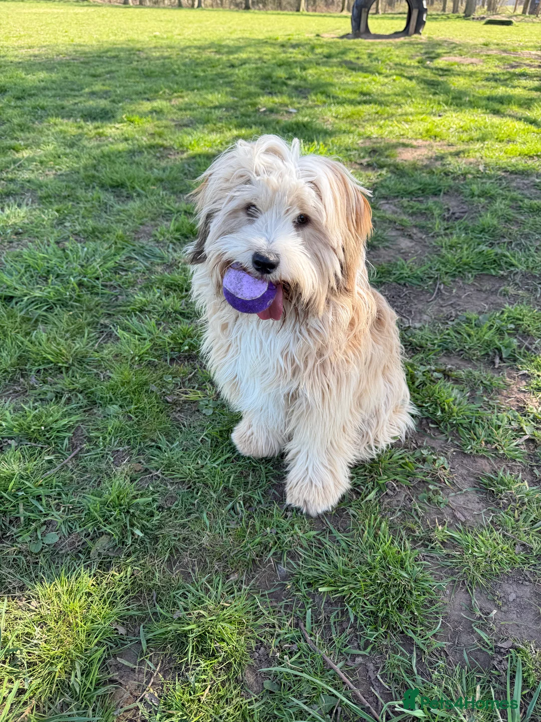 Tibetan Terrier dogs for stud: Tibetan Terrier for Stud Duties - Advert 4