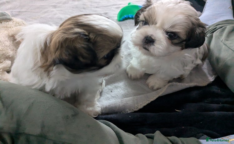 Shih Tzu dogs - Advert 13