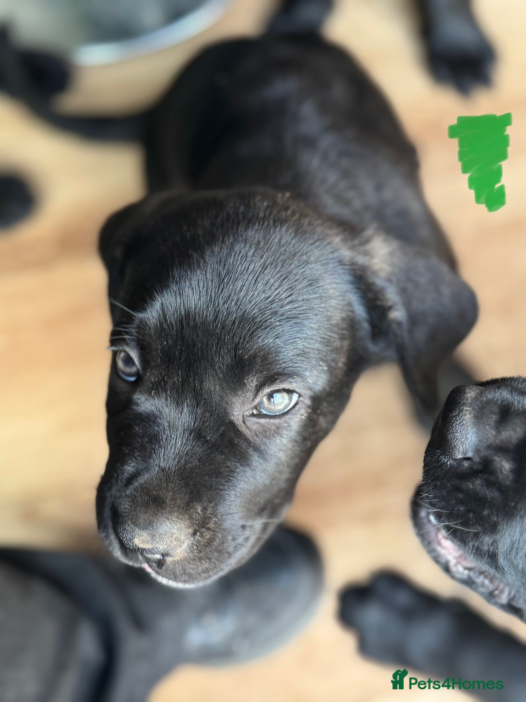 Mixed Breed dogs for sale: German Shepherd cross Mastiff - Image 27