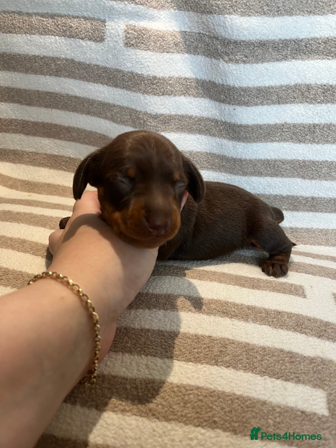 Miniature Dachshund dogs for sale: Beautiful Miniature dachshunds🐶🤎 - Advert 14