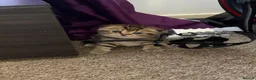 Scottish Fold cats for sale: 🐾 4 Beautiful Scottish Fold Boys 🐾 - Advert 10