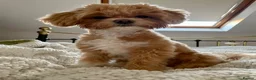 Maltipoo dogs for stud: Stud  - Advert 2