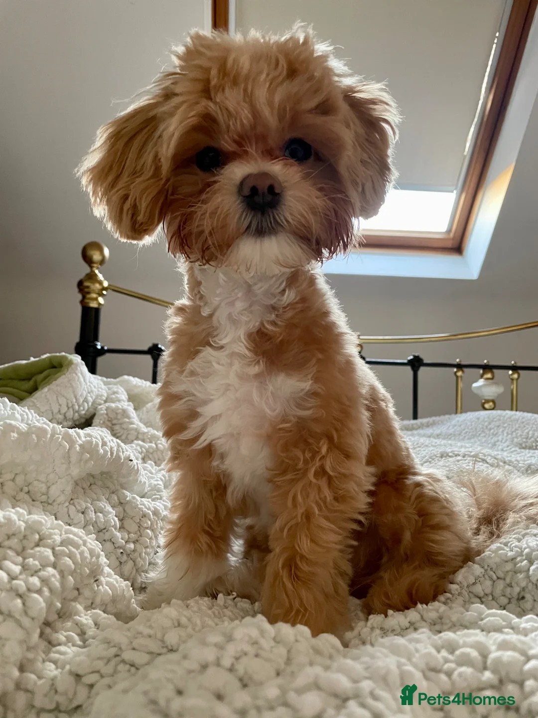 Maltipoo dogs for stud: Stud  - Advert 2