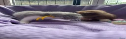 British Longhair cats for sale: Chunky BLH Chocolate Boy - Advert 2