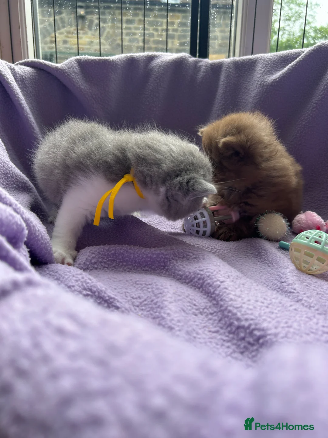 British Longhair cats for sale: Chunky BLH Chocolate Boy - Advert 2