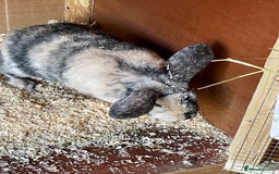 Mini Lop rabbits for sale: Beautiful mini lops - Image 5