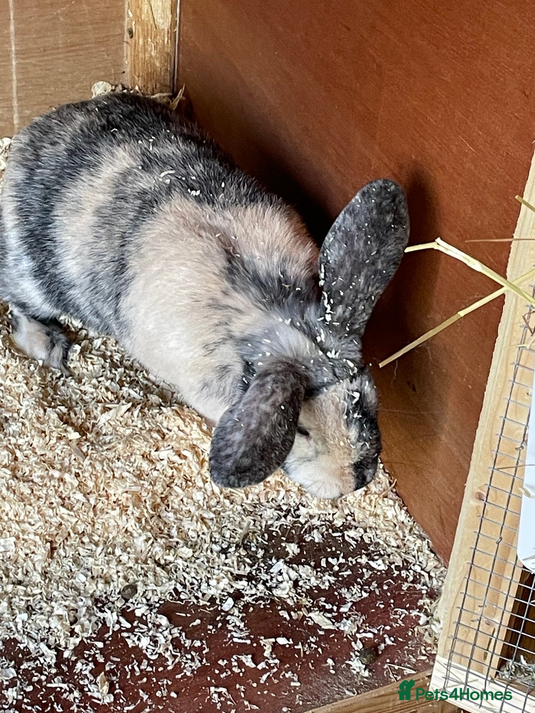 Mini Lop rabbits for sale: Beautiful mini lops - Image 5