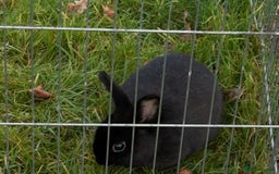 English rabbits for sale: 3 Rabbits  - Image 3
