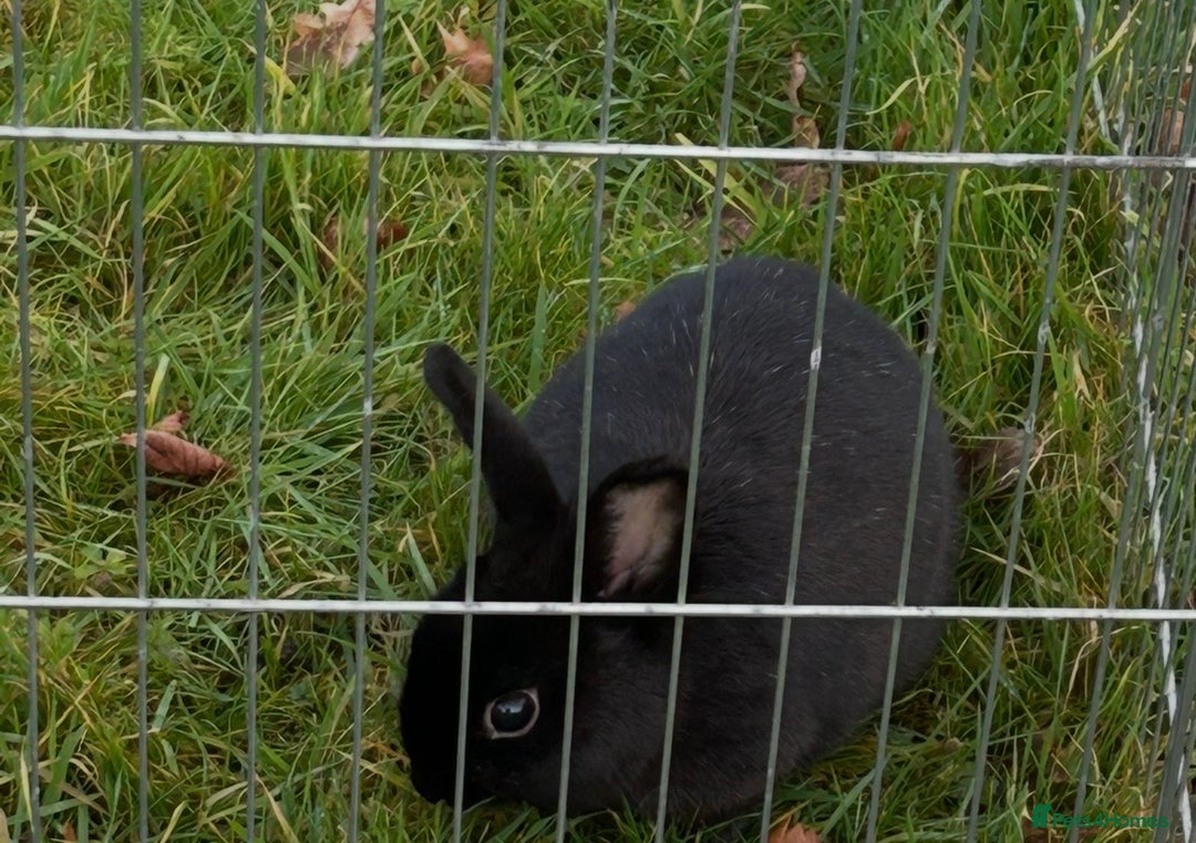 English rabbits for sale: 3 Rabbits  - Image 3