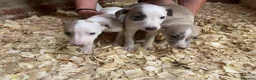 Whippet dogs for sale: Stunning litter of Whippets  - Advert 1