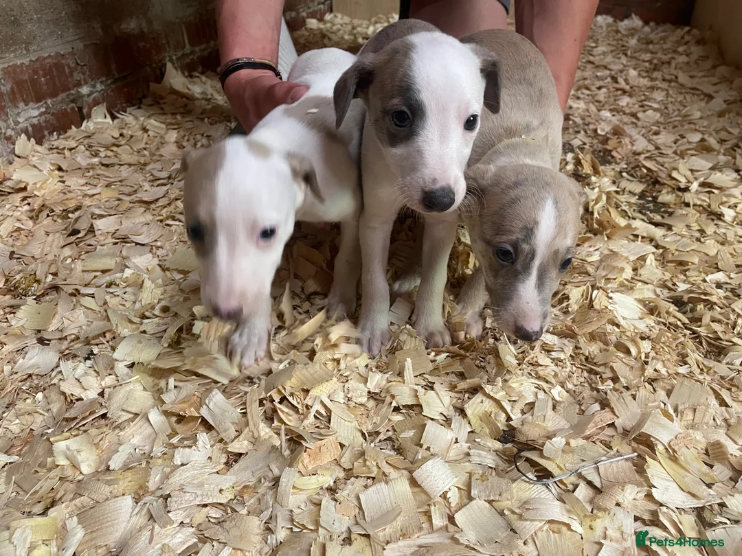 Whippet dogs for sale: Stunning litter of Whippets  - Advert 1