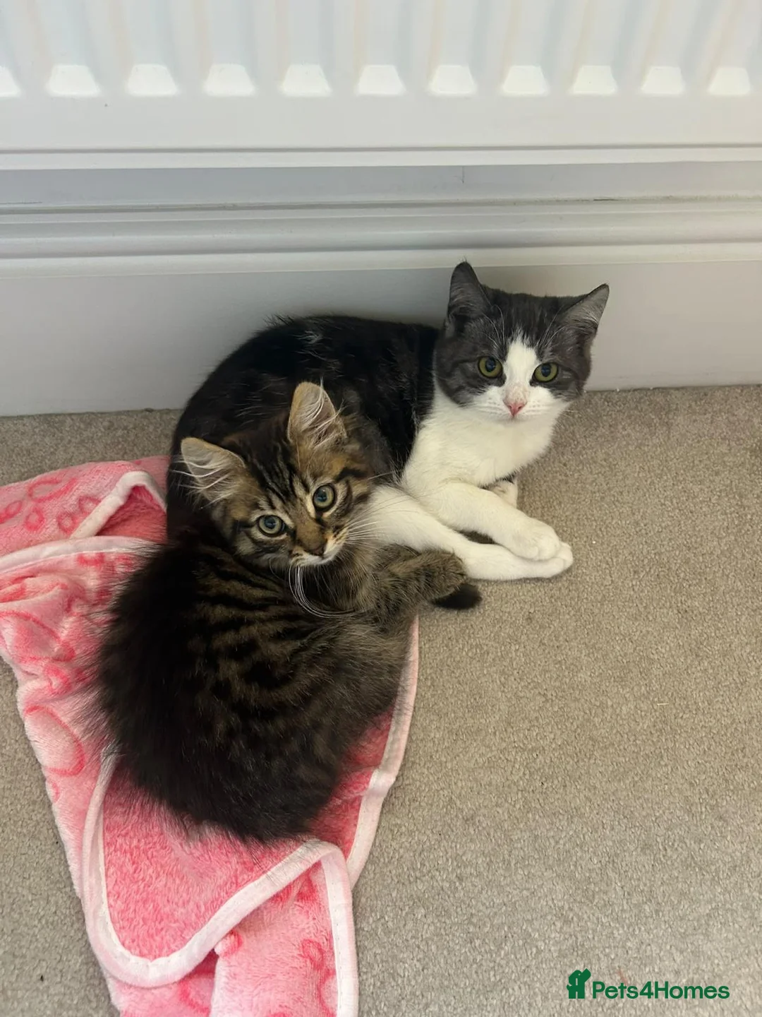 Mixed Breed cats for adoption: Kaia looking for hr forever home - Advert 4