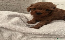 Toy Poodle dogs for sale: Stunning Fox Red Toy Poodles - Image 29