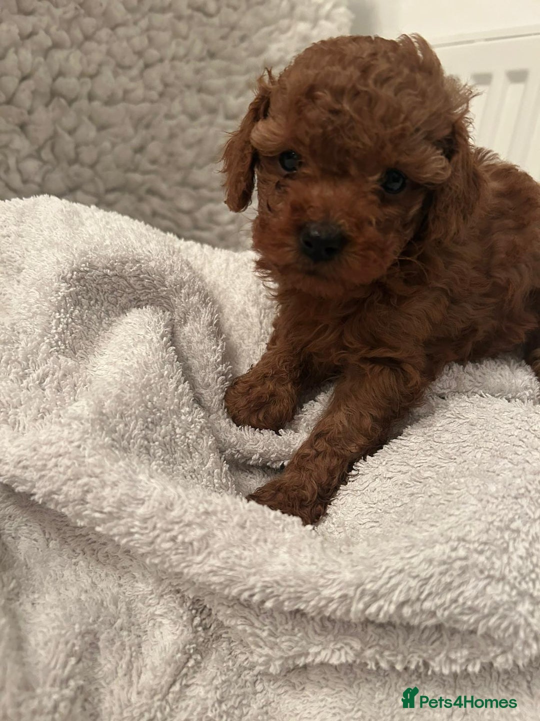 Toy Poodle dogs for sale: Stunning Fox Red Toy Poodles - Image 29