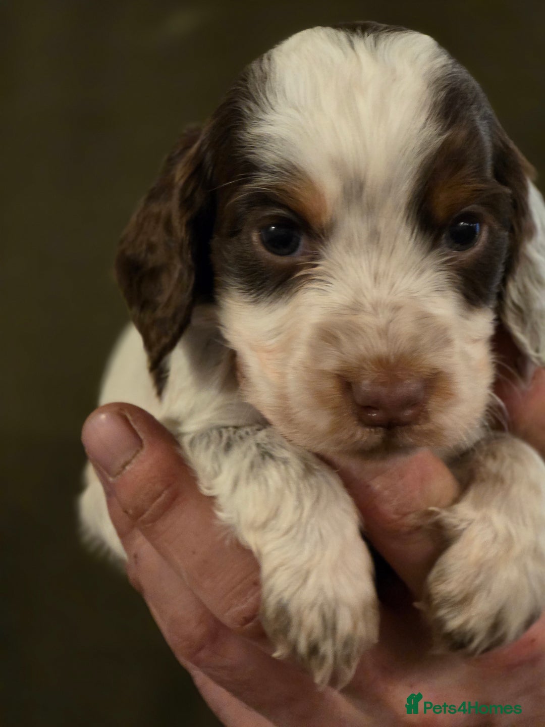 Cocker Spaniel dogs for sale: Stunning litter cocker spaniel puppies  - Advert 2