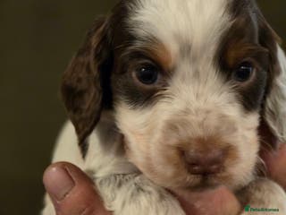 Cocker Spaniel dogs Stunning litter cocker spaniel puppies - Advert 3