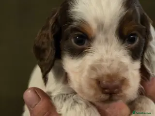 Cocker Spaniel dogs Stunning litter cocker spaniel puppies - Advert 15