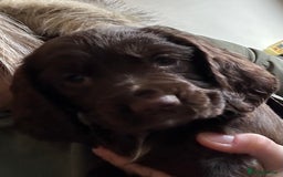 Cocker Spaniel dogs for stud: Cocker Spaniel for stud  in Newbury - Image 6