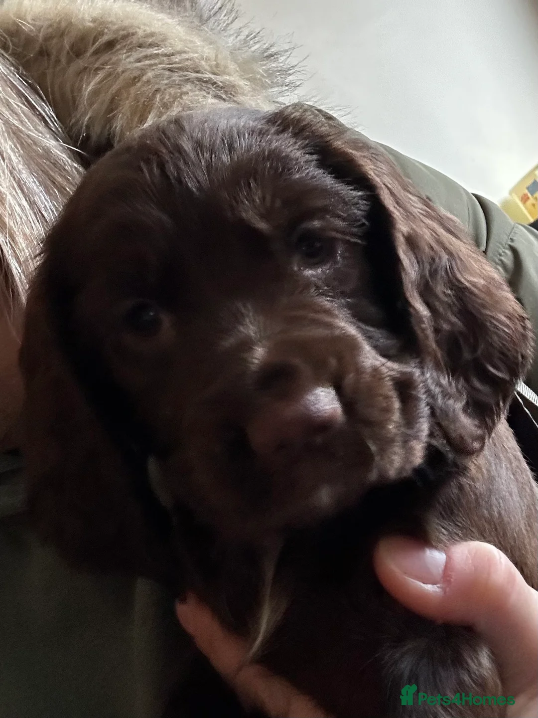 Cocker Spaniel dogs for stud: Cocker Spaniel for stud  in Newbury - Advert 6