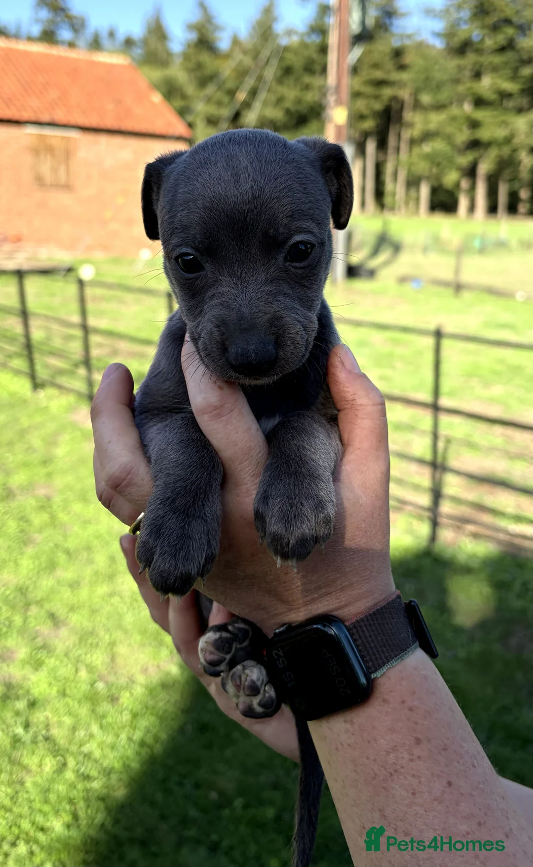 Whippet dogs for sale: Stunning Whippet Puppies for Sale in Dereham - Advert 2
